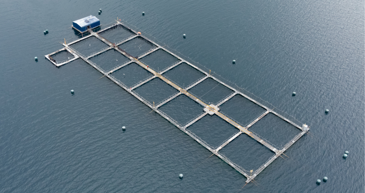 Salmonera en río San Pedro: Tribunal rechaza que comunidades se hagan parte de reclamación contra RCA