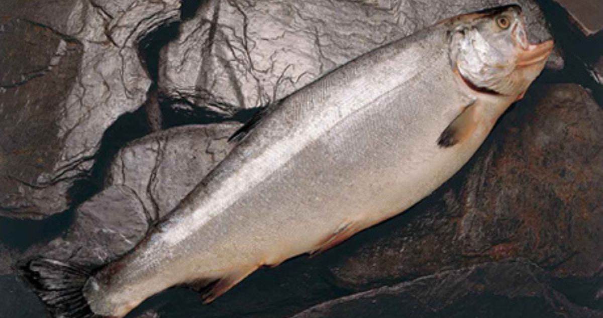 Cifran en 42 mil los salmones que escaparon desde jaulas de empresa en Calbuco: han recapturado el 3%