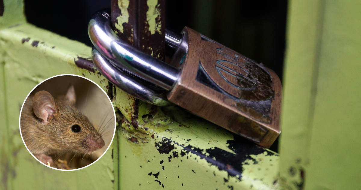 Seremi de Salud clausura jardín infantil en Osorno por presencia de plaga de ratones