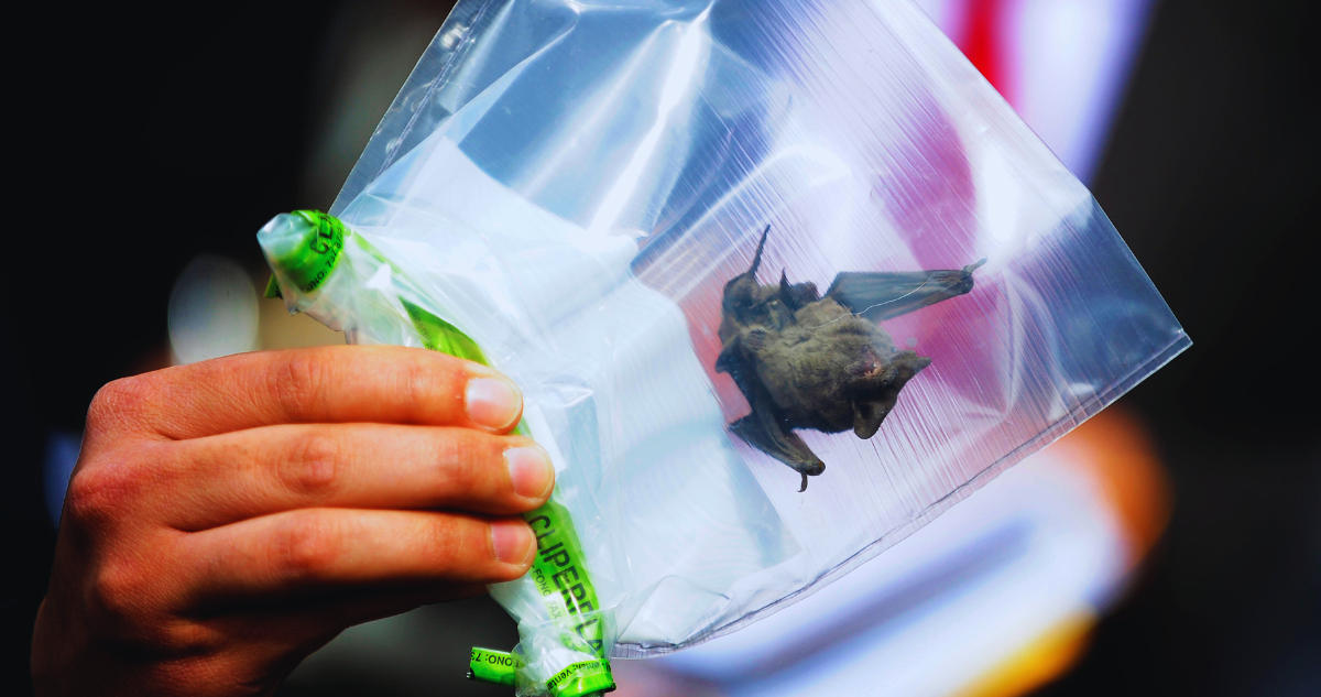 Reportan caso de rabia en murciélago en Los Lagos: animal fue encontrado en sector rural de Castro