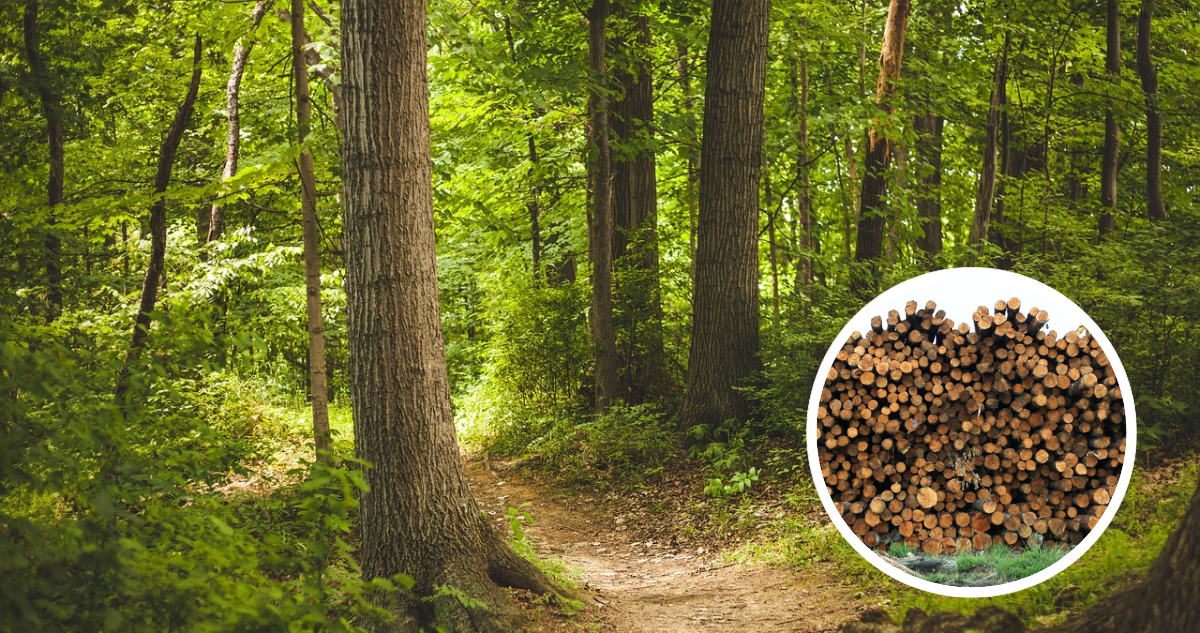 Foto de contexto de bosque y de aserradero