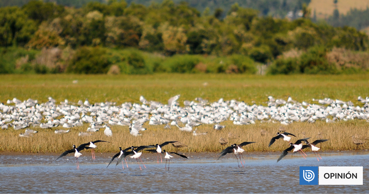 TU VOZ | A cinco años de la normativa de humedales urbanos: ¿Cuánto hemos avanzado?