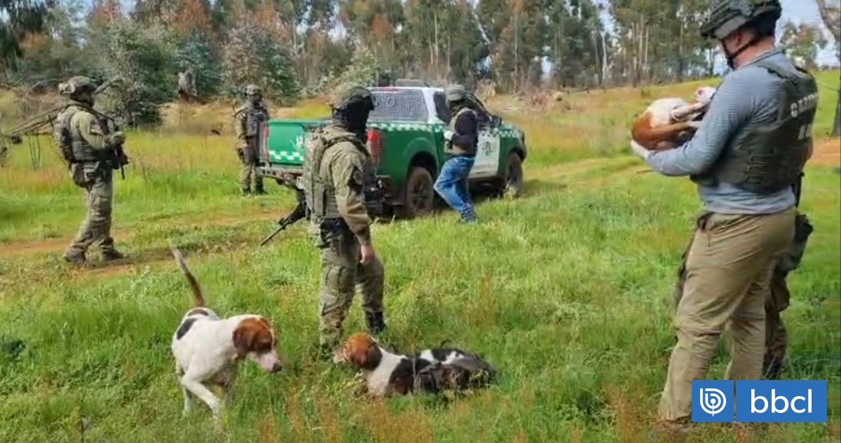 Encapuchado armado asalta a cazadores en Ercilla: los hizo correr en calzoncillos y mató a tres perros