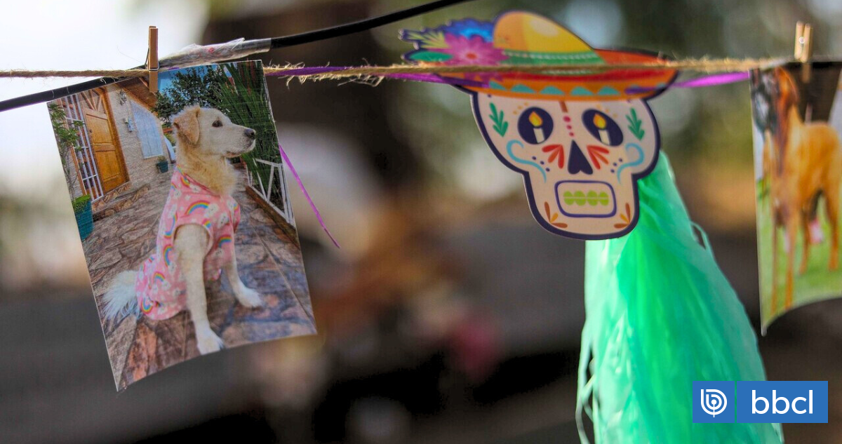 Cómo participar del homenaje para mascotas que realizarán en Santiago el Día de los Muertos