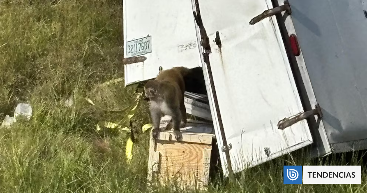 Sacrifican a monos de experimentación que escaparon de camión que volcó en EEUU: portaban varios virus