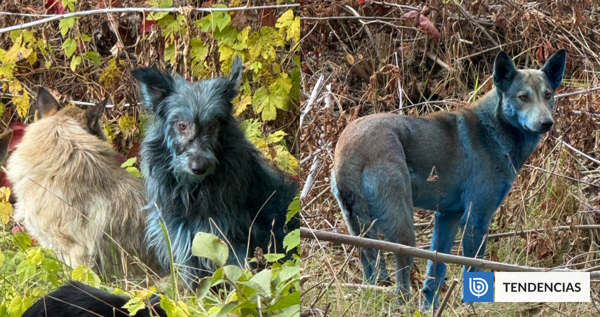 Encuentran perros azules en la zona de exclusión de Chernóbil
