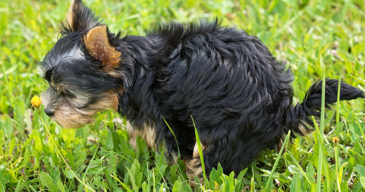Las vecinas del año: dejaron heces de perro en una puerta y la justicia impuso un millonario castigo