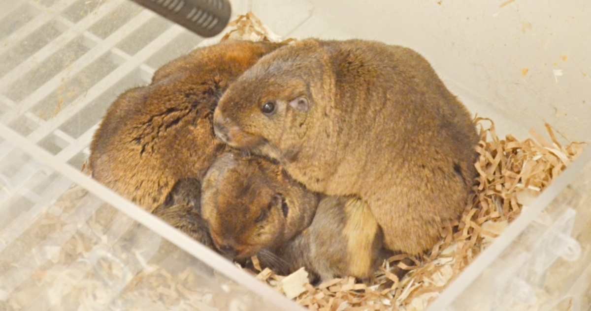 El tuco-tuco colonial en laboratorio
