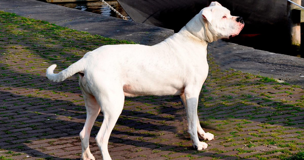 Vecinos de Hualpén denuncian ataques de jauría de dogos argentinos a mascotas: municipio se querelló