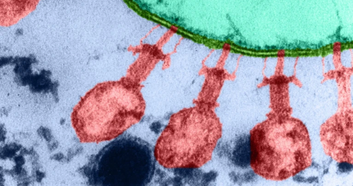 Una IA creó virus que pueden cazar y matar a bacterias específicas