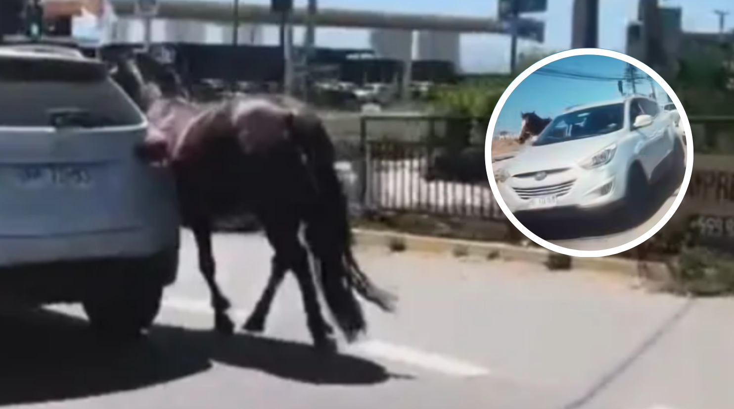 Prisión preventiva para acusado de arrastrar a yegua de apoyo emocional y faenarla en Coquimbo