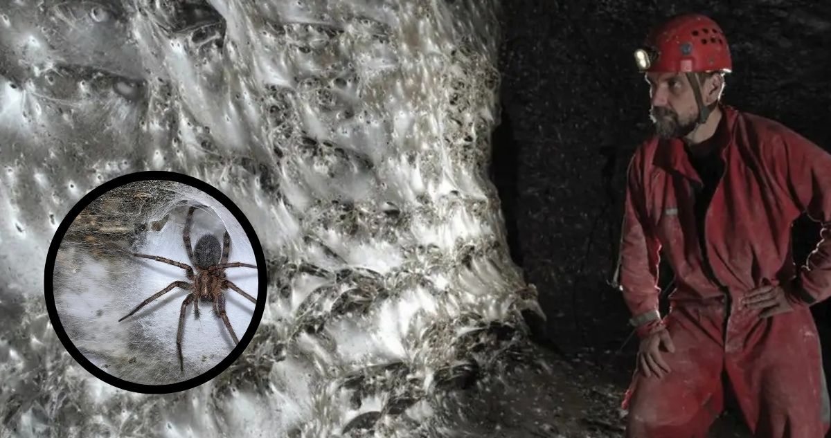 Científicos hallan megaciudad de 111 mil arañas bajo tierra