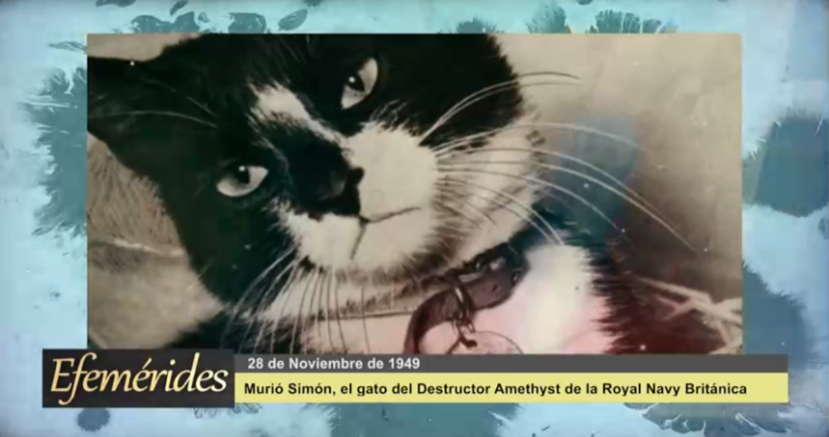 Efemérides: 28 de Noviembre de 1949 Murió Simón, el gato del Destructor Amethyst Navy Británica