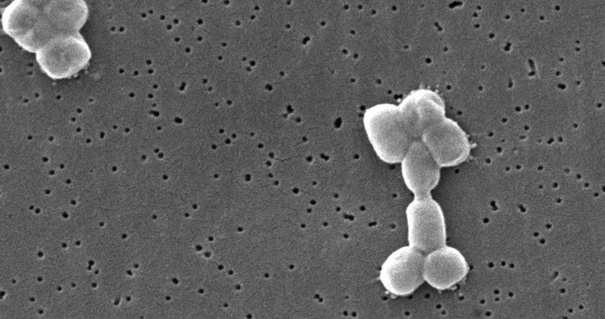 Descubren por primera vez un ritmo circadiano en una bacteria que es de las más peligrosas del mundo