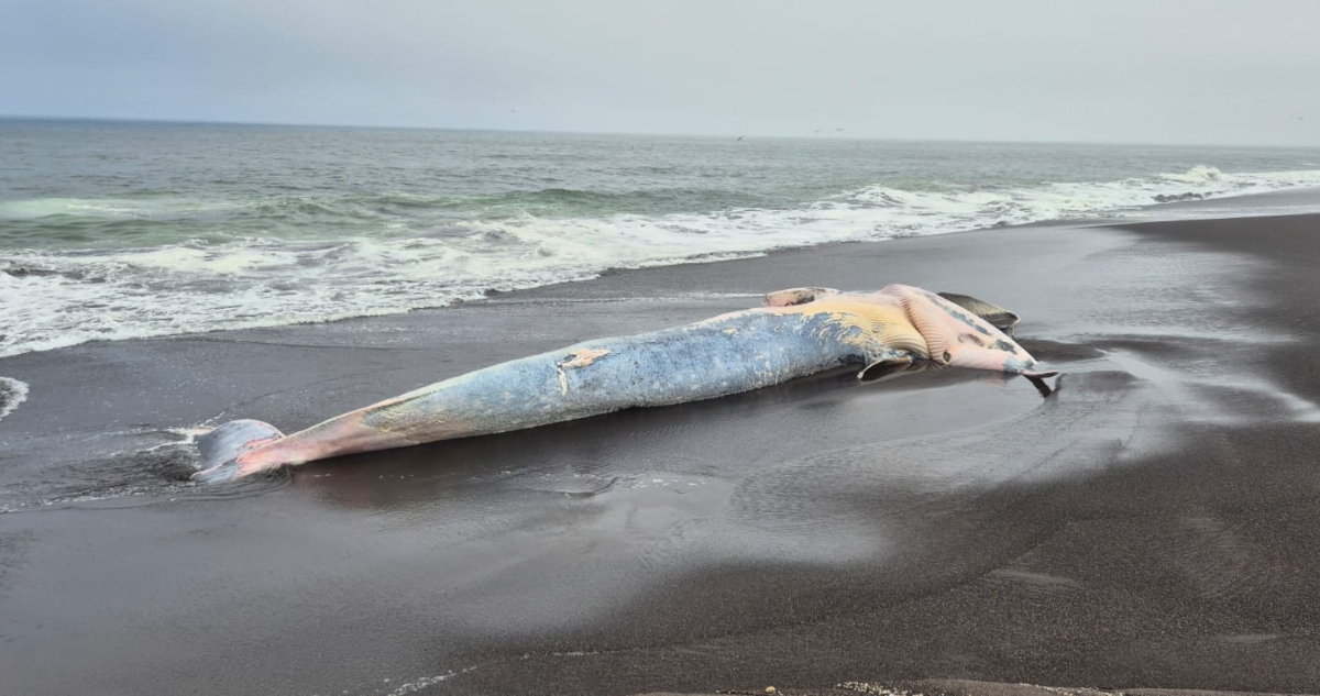 Ballena muerta en San Pedro de la Paz