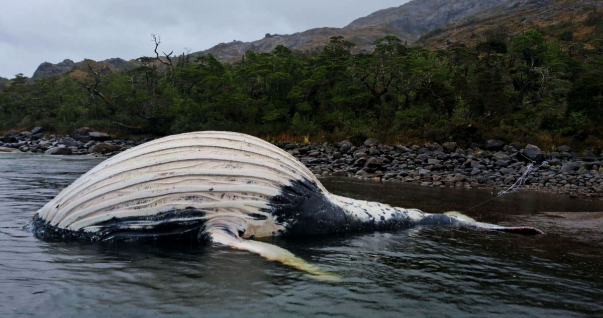 Una de las ballenas muertas en la Patagonia