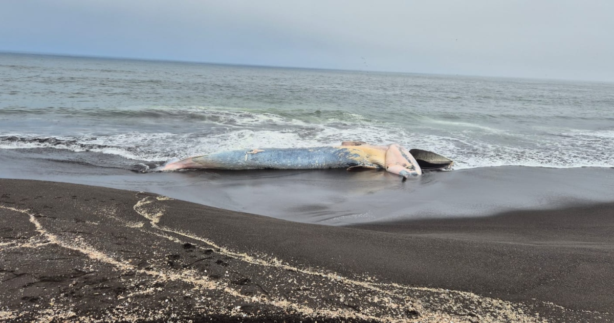 Ballena muerta en San Pedro de la Paz