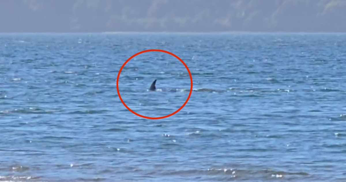 Ballena sei de Ancud