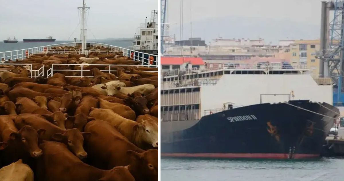 “Difícil que lleguen con vida”: Barco quedó varado en alta mar con casi 3.000 mil vacas a bordo