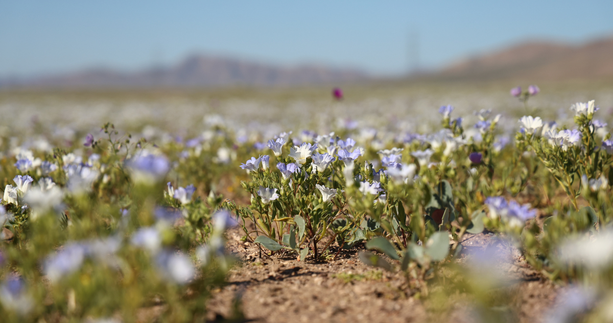 Foto de contexto del Desierto Florido