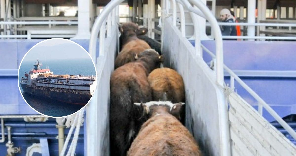 ¿Final feliz? Desembarcan a las 3 mil vacas que dieron vuelta por alta mar por 2 meses en un buque
