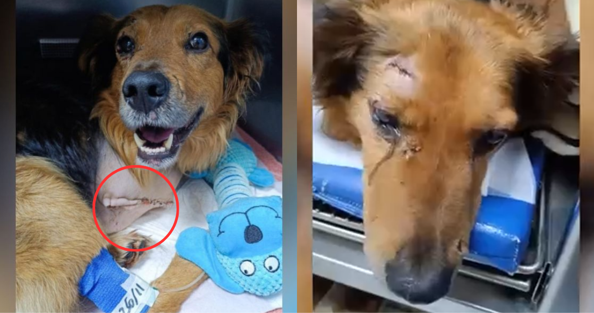 Perro sigue en estado crítico: Municipio de Temuco se querella por brutal caso de maltrato animal