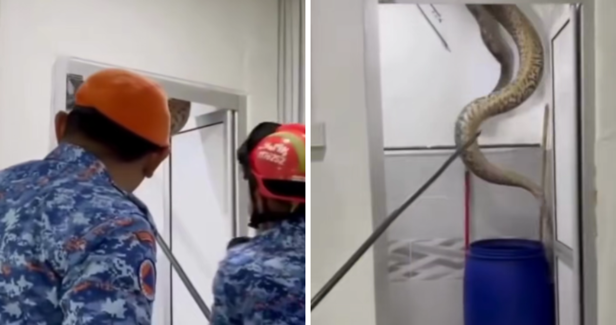Capturan enorme pitón en el techo de una casa en Malasia