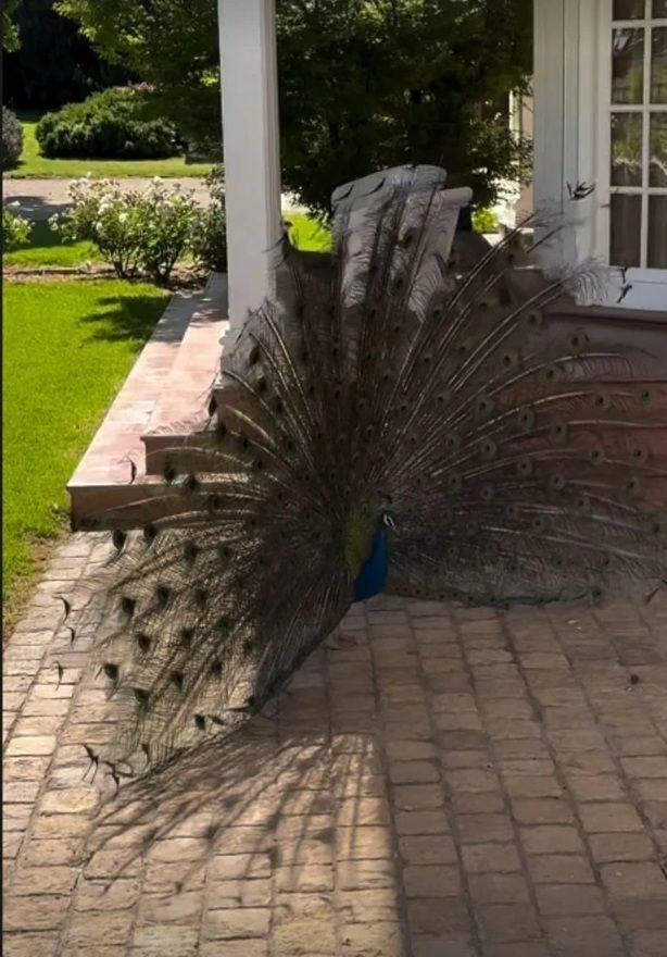 Así es la hermética casa de Benjamín Vicuña en Chile