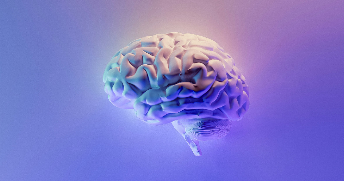 Foto de un cerebro para ilustrar nota sobre sus etapas