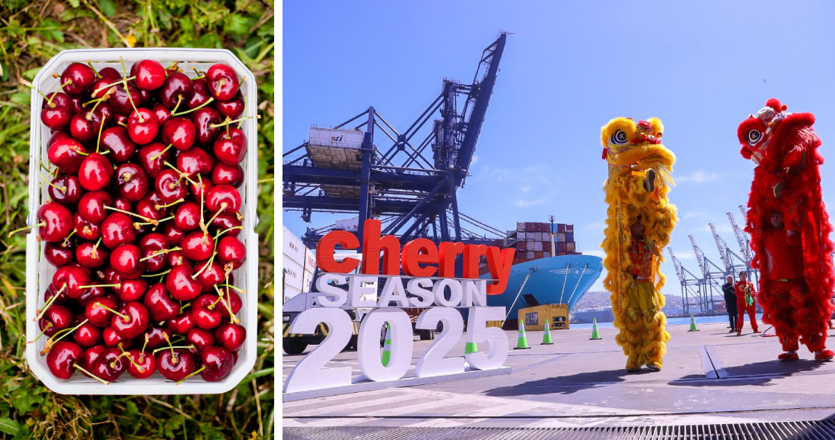 Tras una temporada con luces y sombras: Inicia la exportación de cerezas con rutas “express” a China