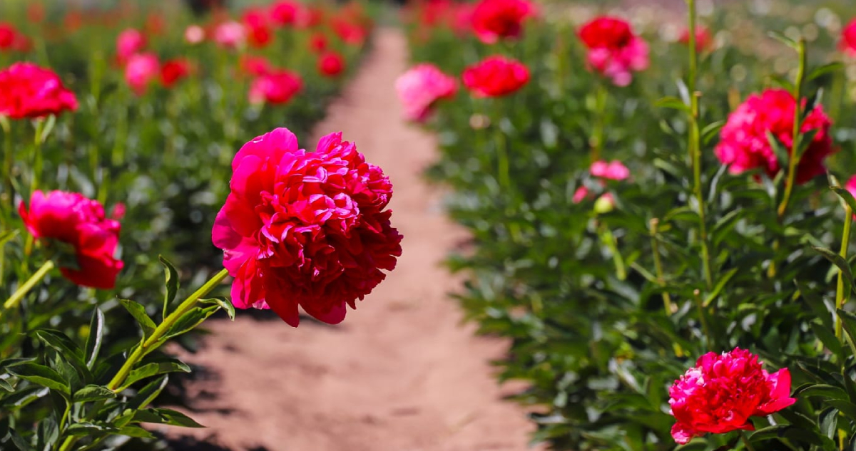 No solo de cobre vive el país: Chile concreta primer envío de flores a Brasil con 245 kilos de peonías