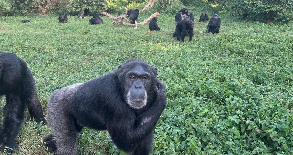 Chimpancés