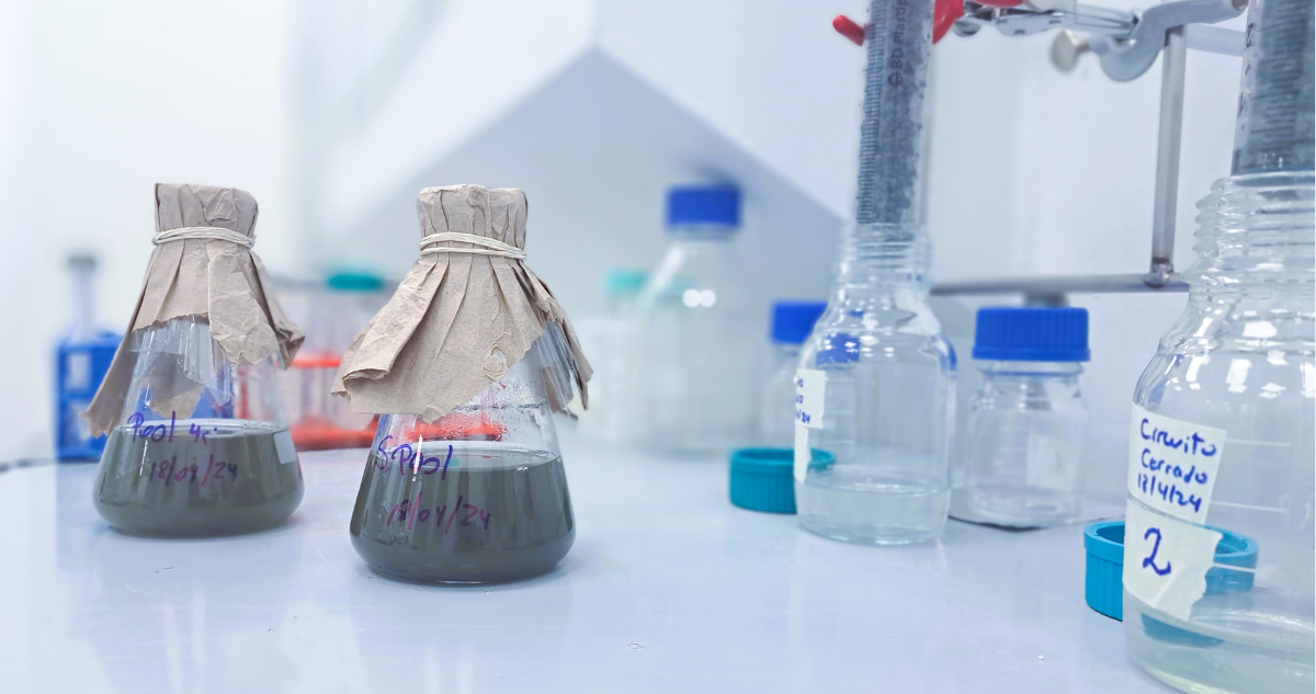 Microorganismos chilenos podrían convertir relaves mineros en una nueva fuente mundial de cobalto