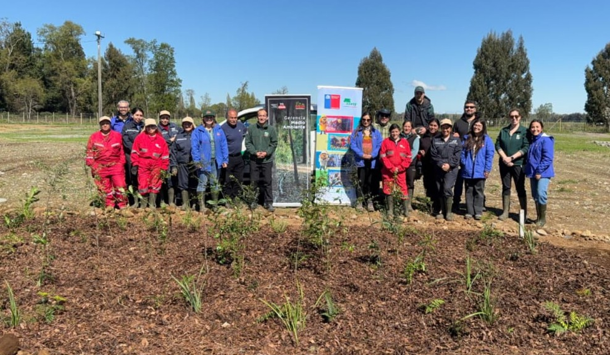Alianza de Conaf y Colun impulsa restauración ecológica en Los Ríos con plantación de especies nativas