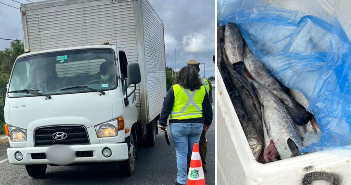 Incautan más de una tonelada de merluza austral en Temuco: no estaba apta para el consumo