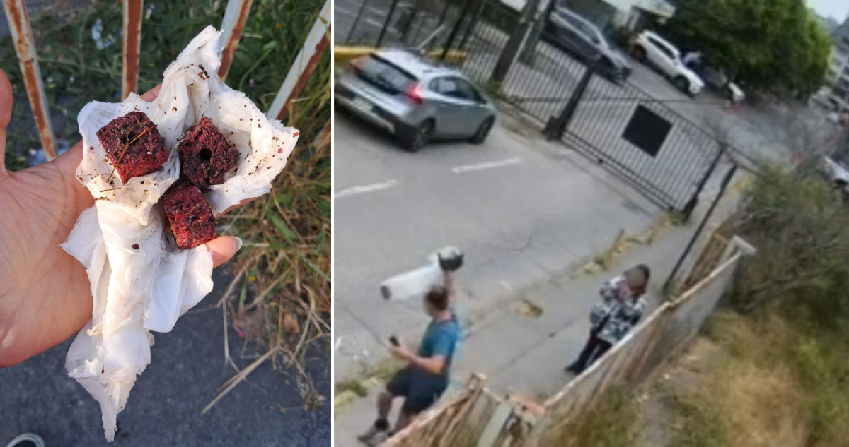 Ingresan querella contra académico de la UBB acusado de envenenar a perros en Concepción