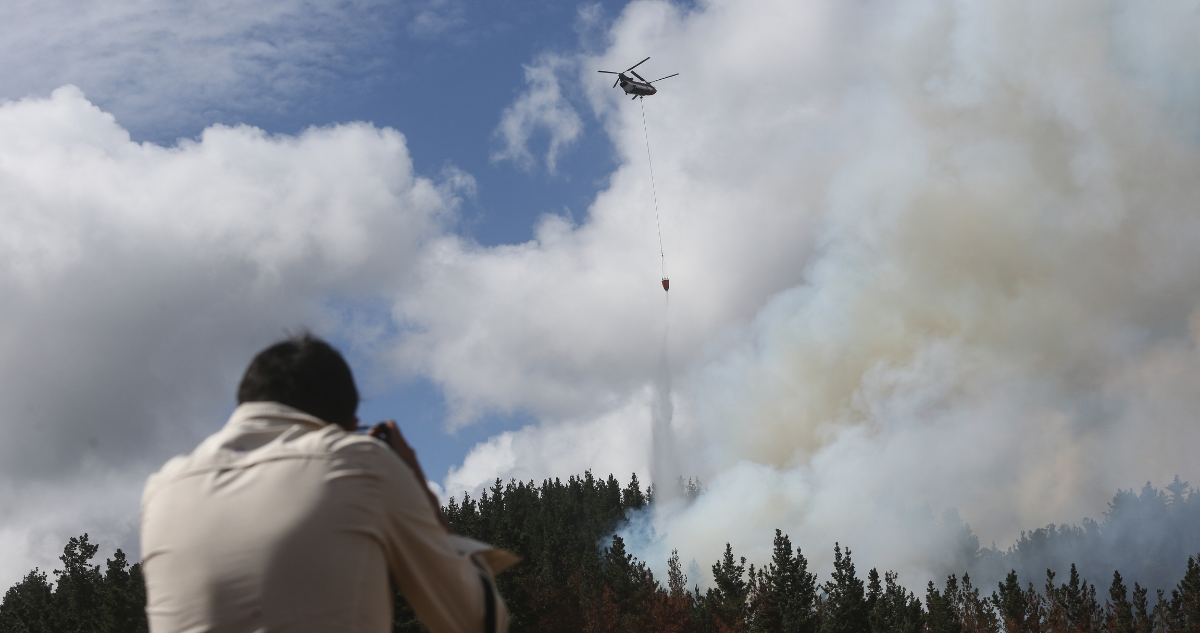 Empresarios forestales afirman que no aseguraron bosques ante incendios por alto costo de las primas