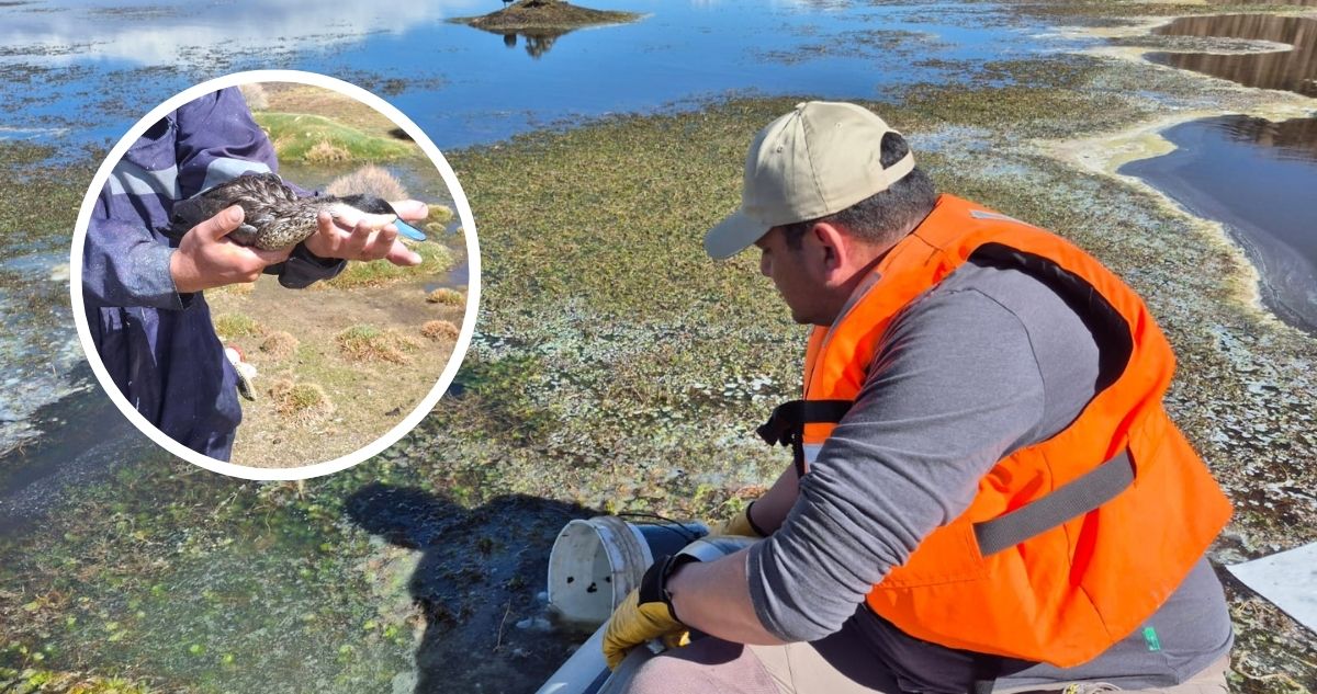 Conaf confirma muerte de aves en Lago Chungará tras derrame y contrata empresa para retirar aceite