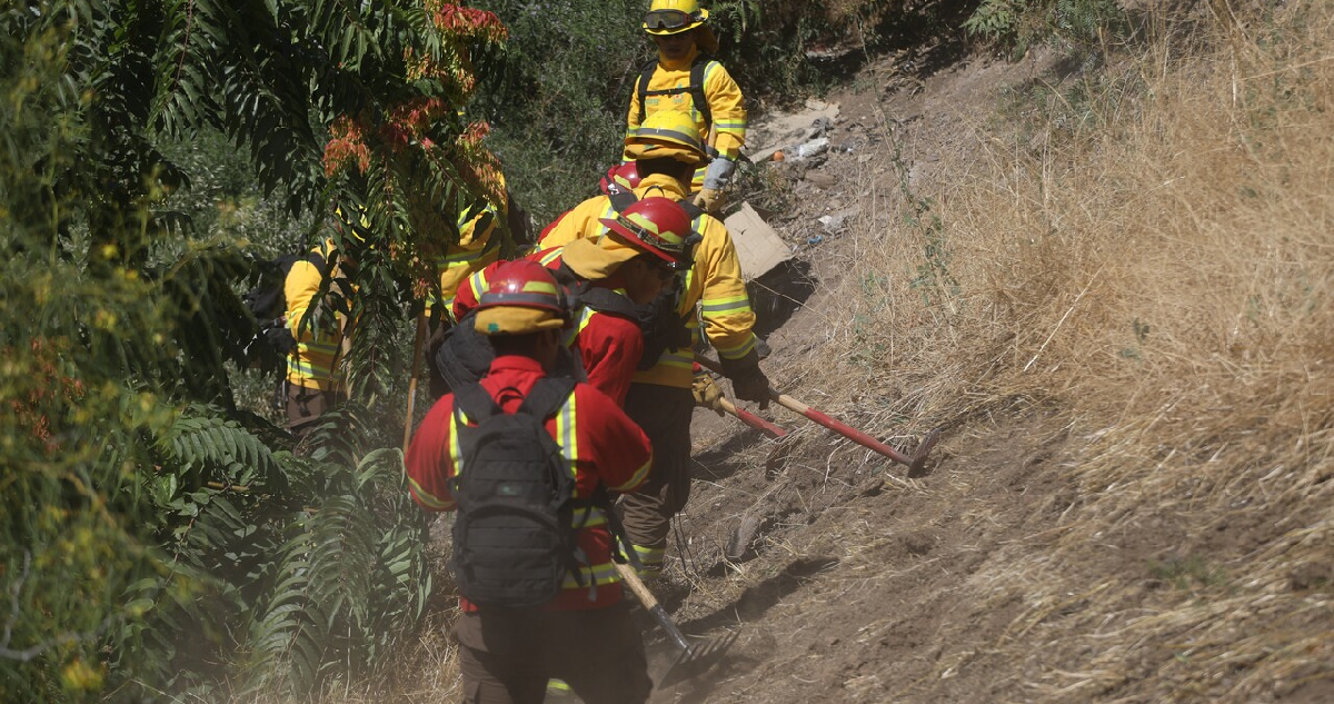 Realizan intervención en Cerro Caracol de Concepción para hacer cortafuegos y prevenir incendios