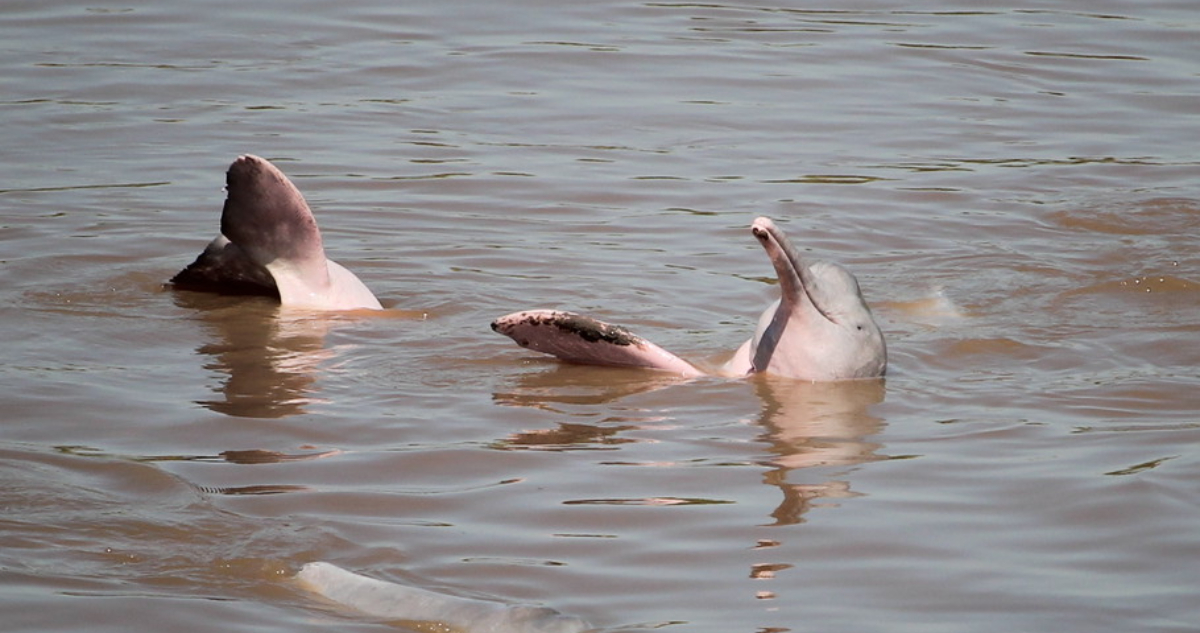 Delfines del Amazonas