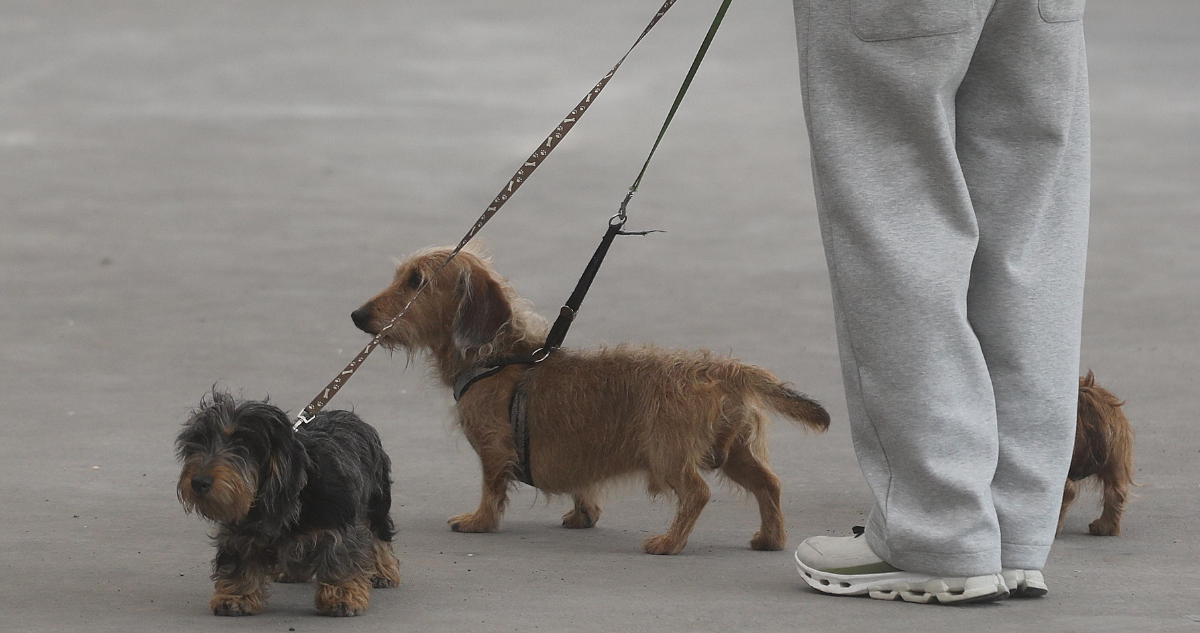 Cámara aprueba permiso laboral a trabajadores en caso de muerte de mascota: discusión pasa al Senado