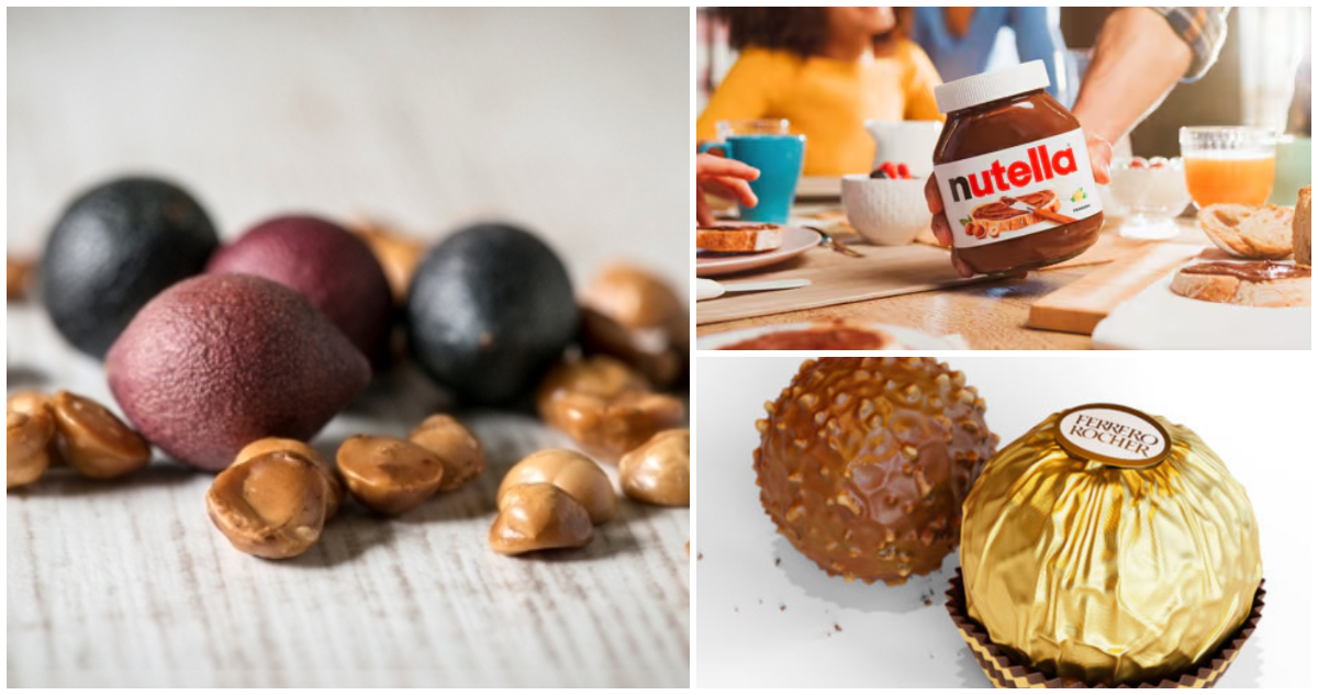 La italiana Ferrero destaca uso de avellana chilena para la Nutella y todos productos a nivel mundial