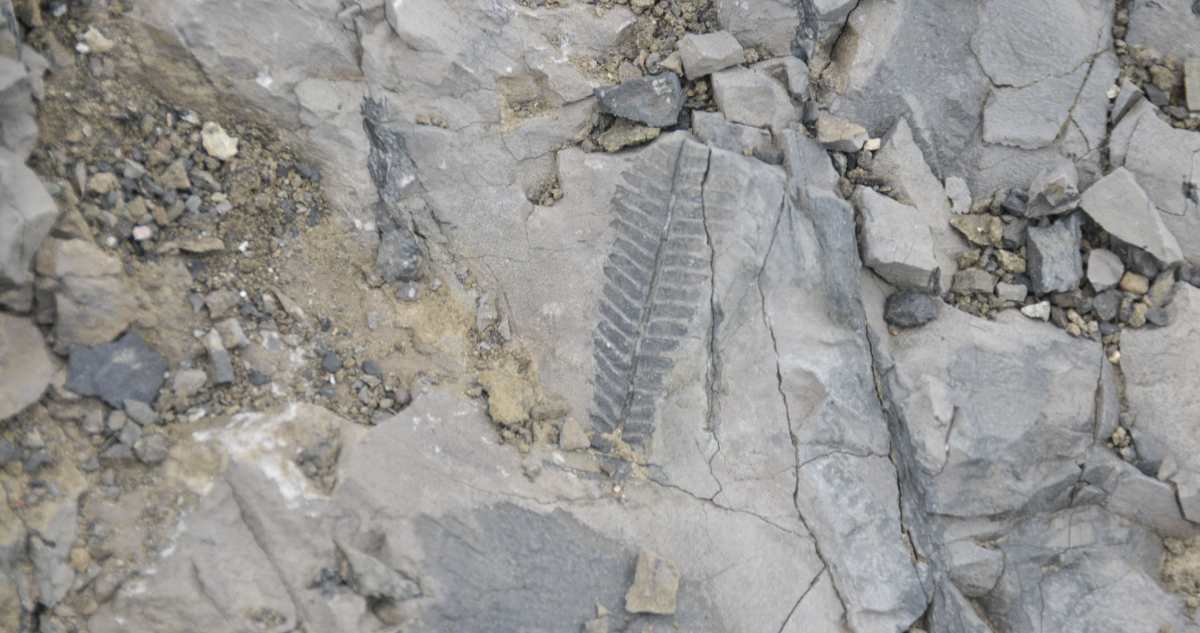 Fósil de la planta encontrada en la Antártica