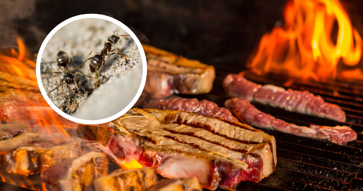 Fue a un restaurante y a su comida le salió una hormiga: reclamó y le destrozaron su auto en Argentina