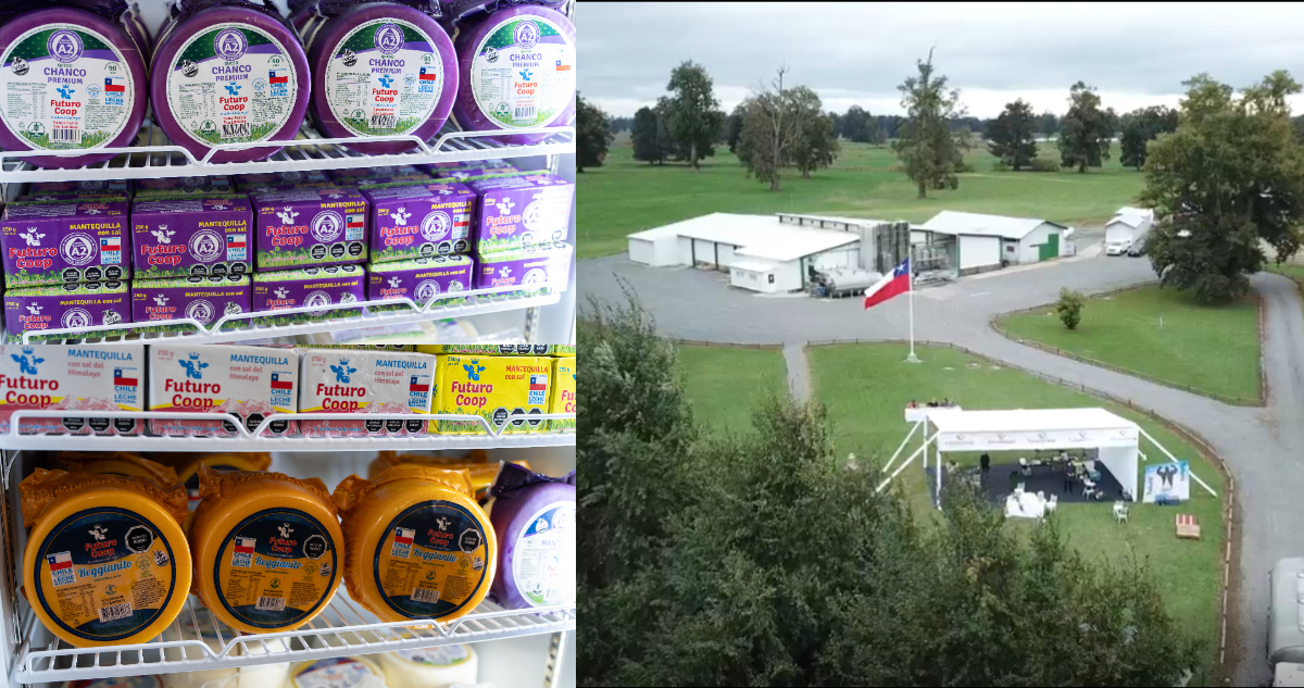 Productores lecheros del sur impulsan cooperativa basada en bienestar animal y trazabilidad