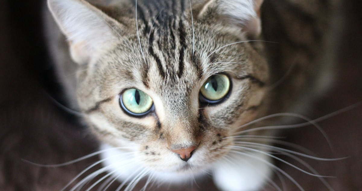 Nuevo estudio de ADN revela posible origen de la domesticación de los gatos