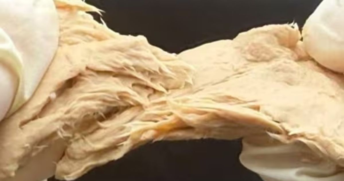 Hongo con sabor a carne y bajo impacto ambiental promete ser la proteína del futuro según científicos