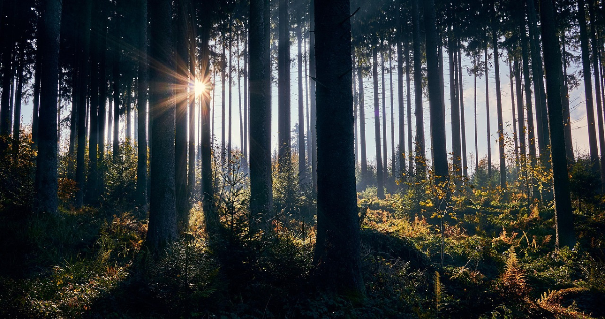 Foto de contexto de bosque