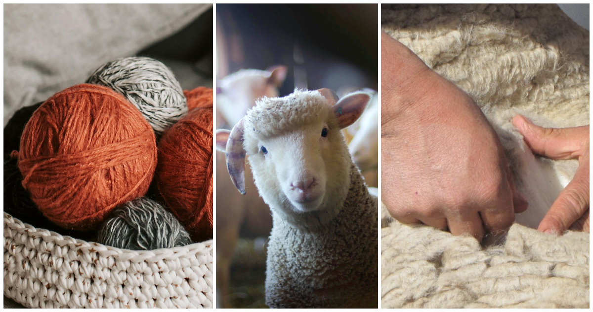 La autoridad sanitaria de la India da luz verde para que lanas chilenas se comercialicen en su mercado