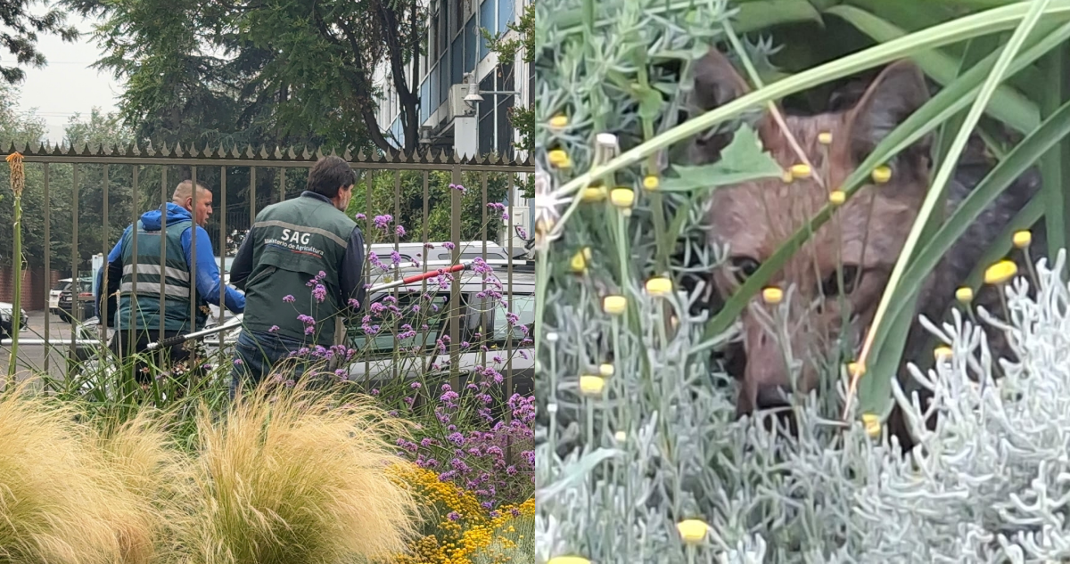 Llegó hasta las cercanías del Metro Manquehue: SAG rescata a zorro tras un día de búsqueda